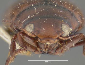 Media type: image;   Entomology 23903 Aspect: head frontal view